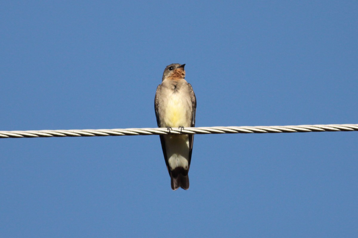Southern Rough-winged Swallow - ML66435681