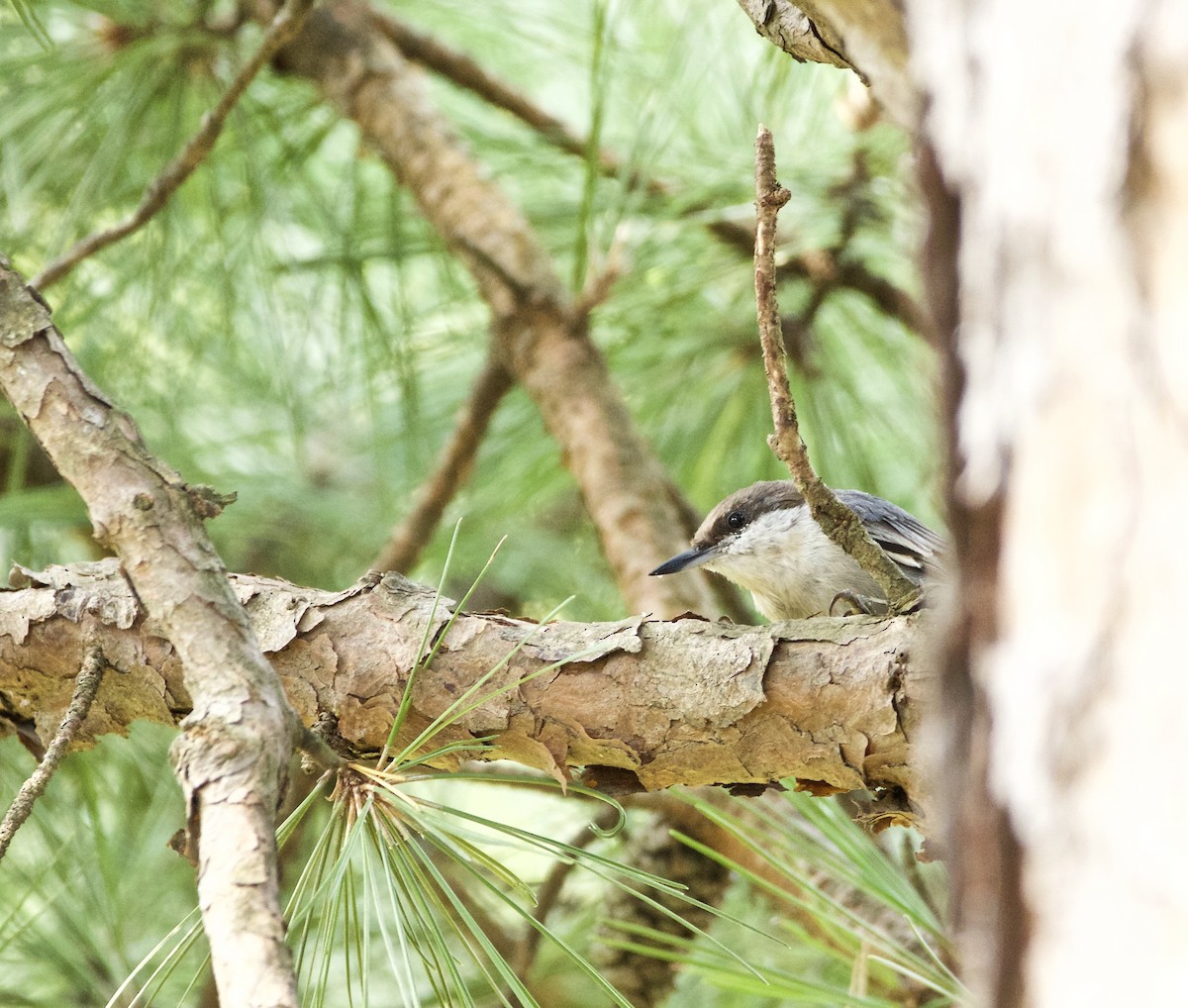 Brown-headed Nuthatch - ML66439471