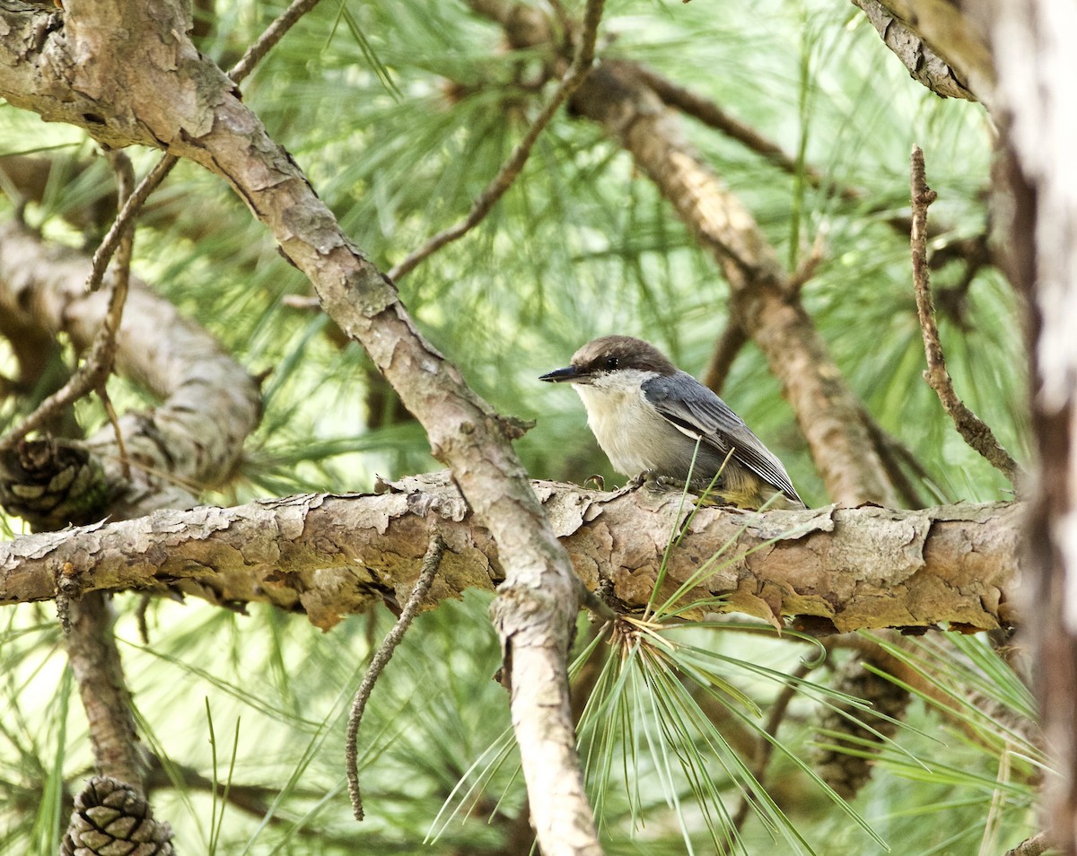 Brown-headed Nuthatch - ML66439481