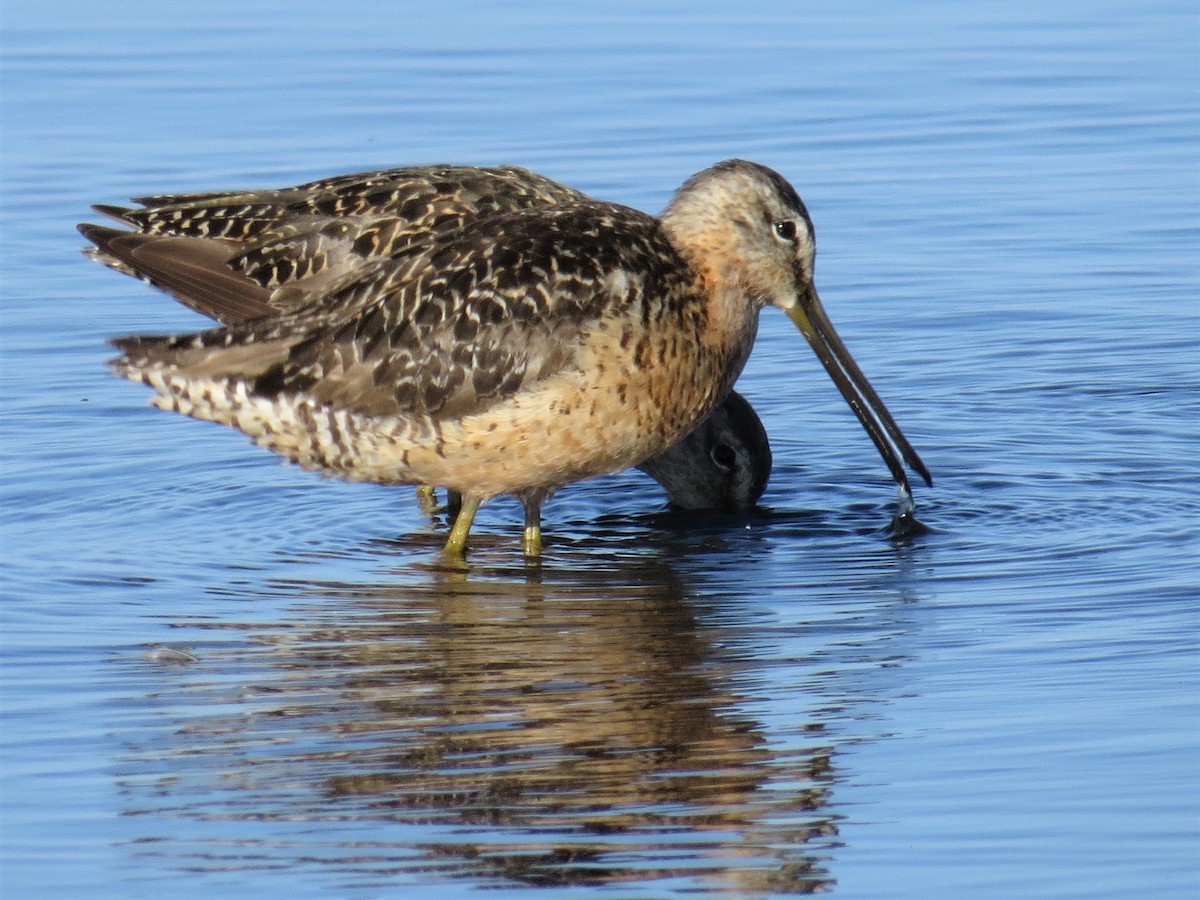 Long-billed Dowitcher - ML66443221
