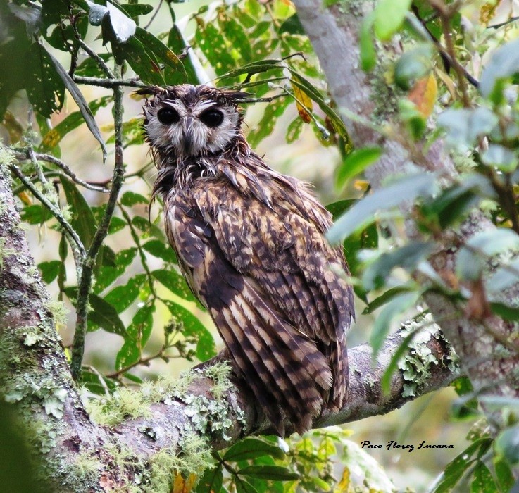 Striped Owl - Paco Flórez Lucana