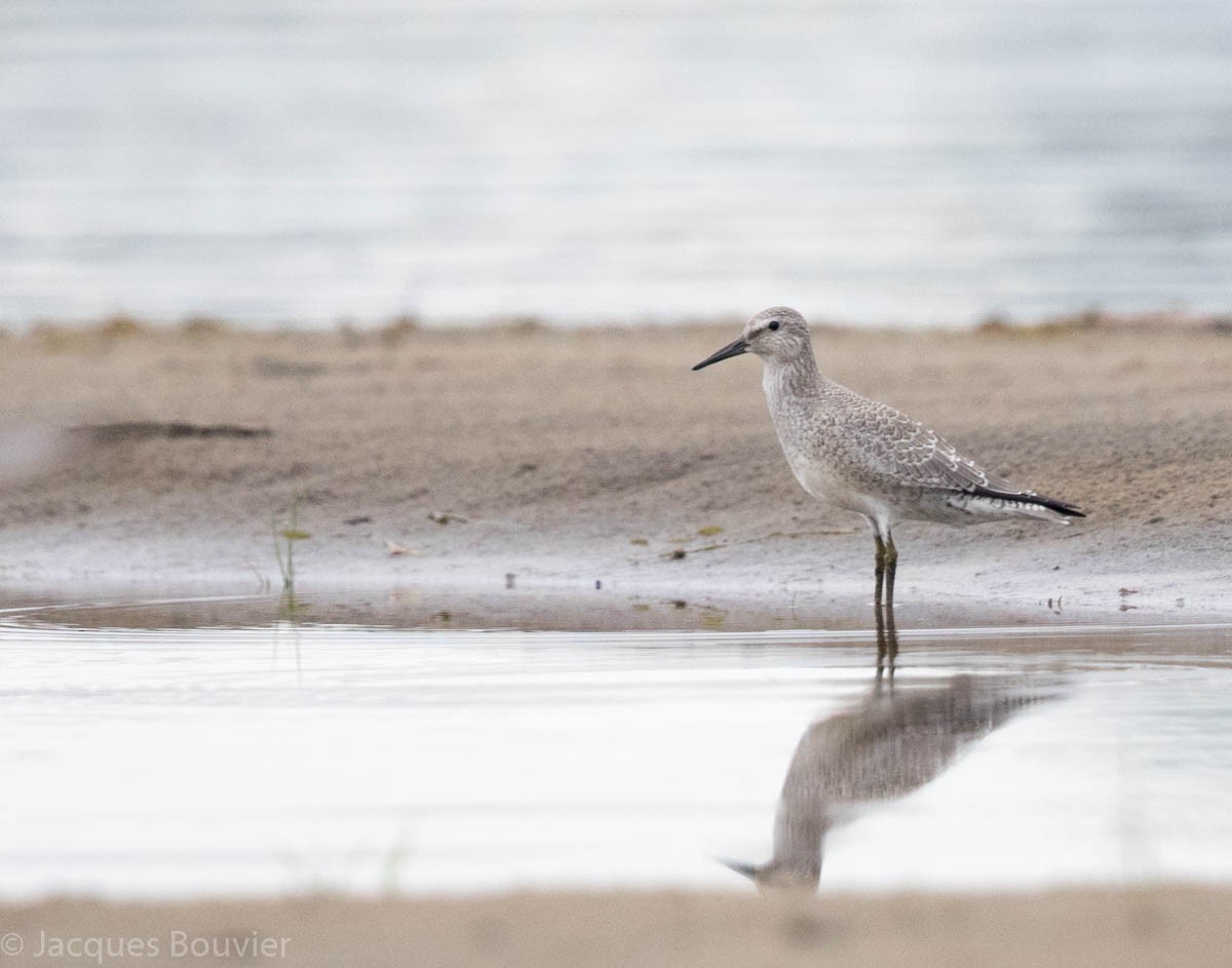 Red Knot - ML66451741