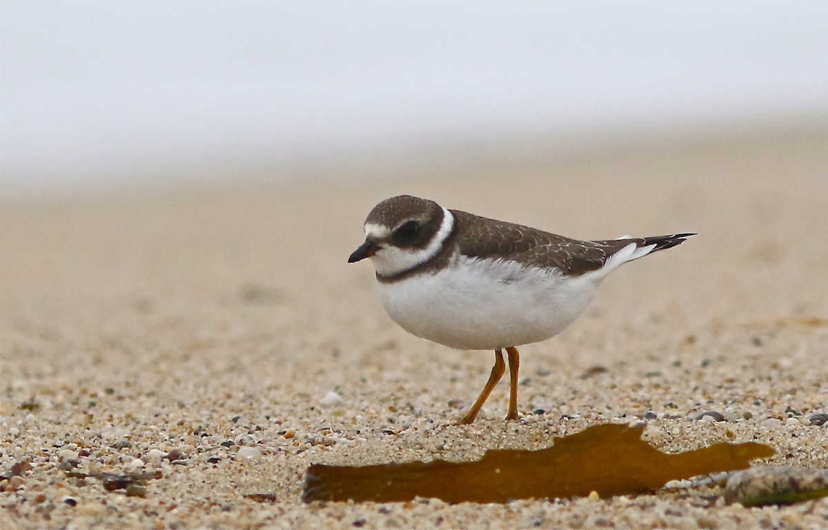 Semipalmated Plover - ML66452401