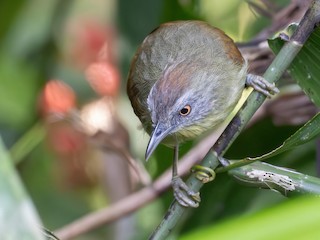 gromadniczek szarogrzbiety - eBird