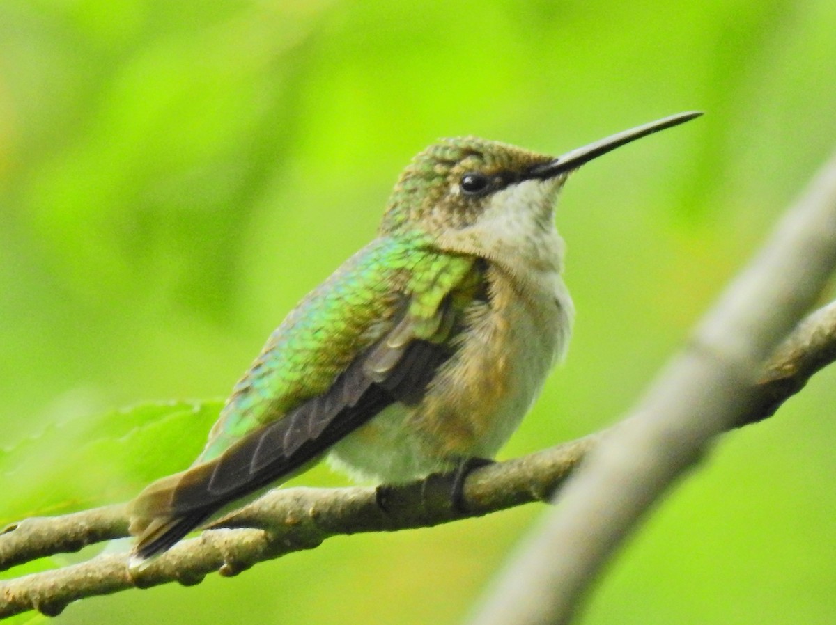 Ruby-throated Hummingbird - ML66453341