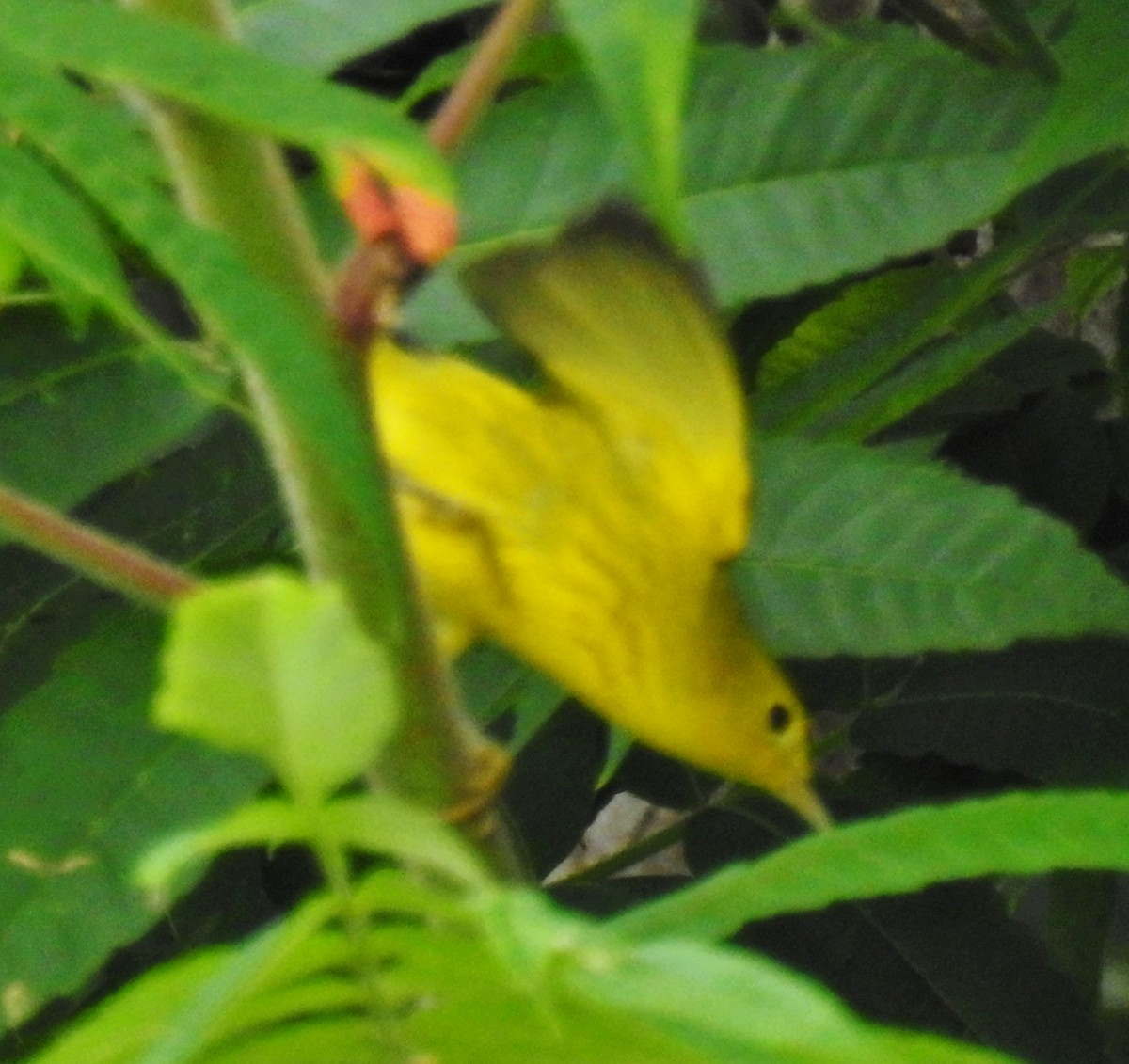 Yellow Warbler - ML66453701