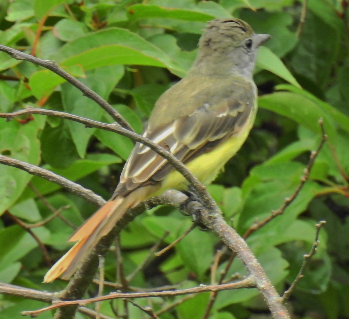 Great Crested Flycatcher - ML66453731