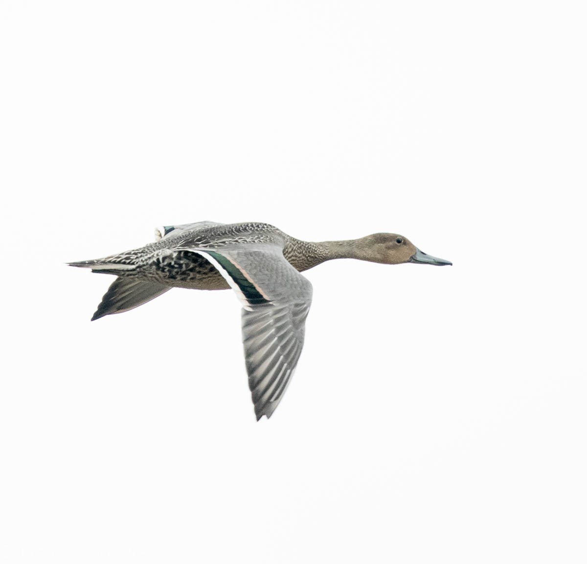 Northern Pintail - Jacques Bouvier