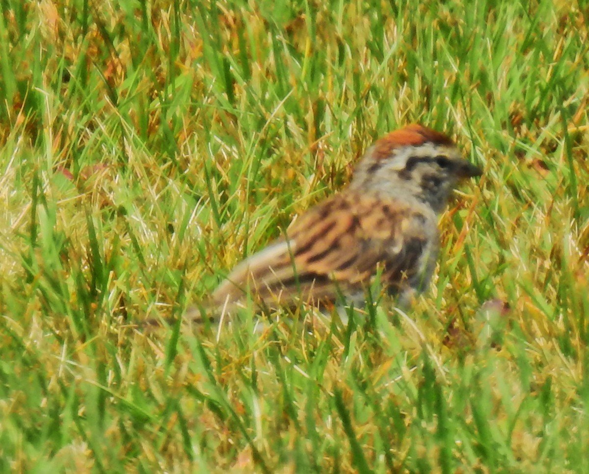 Chipping Sparrow - ML66454641