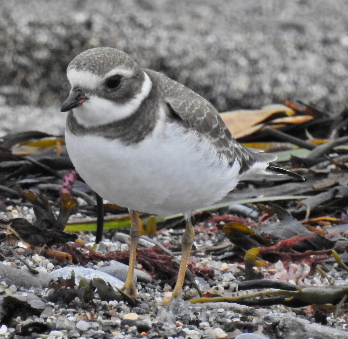 Semipalmated Plover - ML66454951