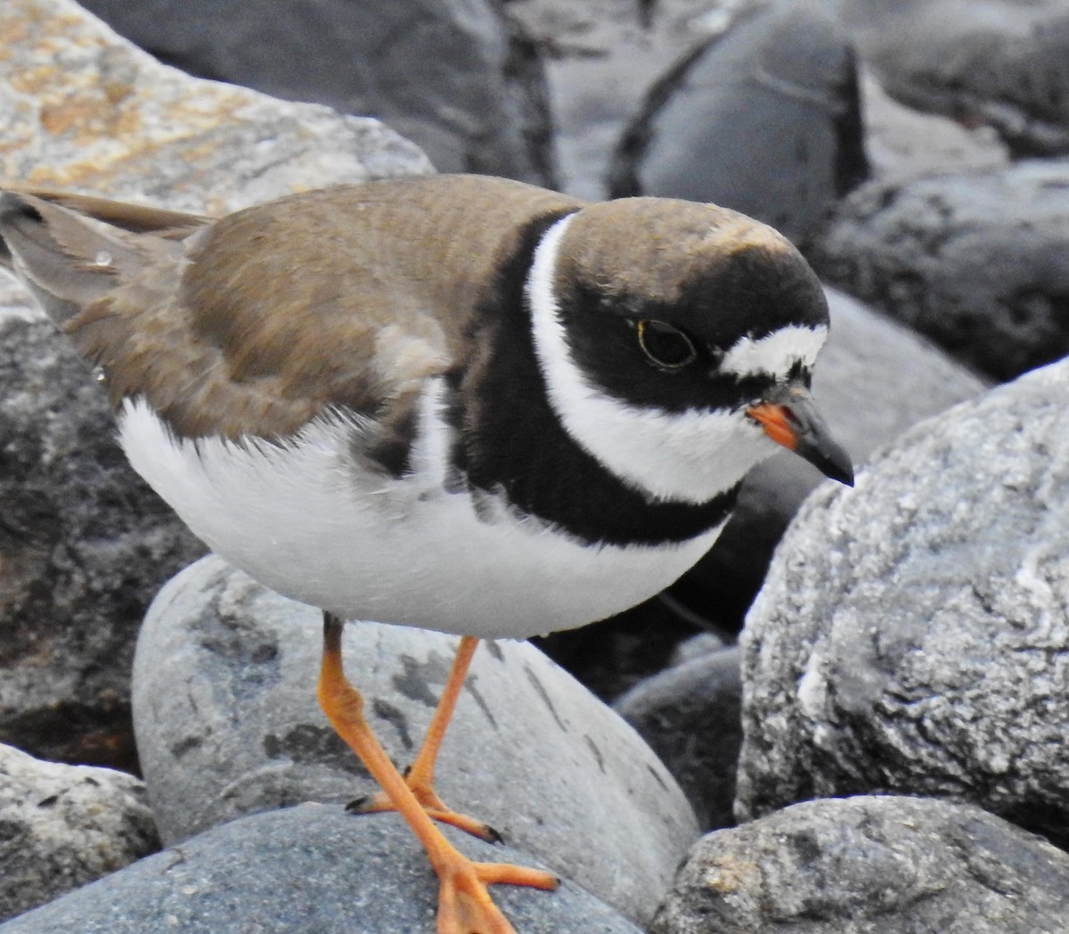 Semipalmated Plover - ML66454971