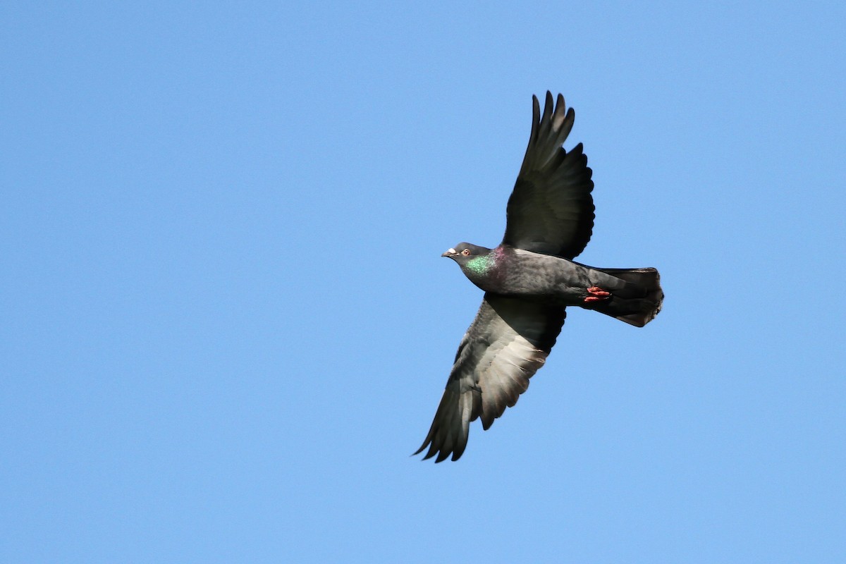 Rock Pigeon (Feral Pigeon) - ML66455361