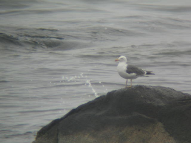 Lesser Black-backed Gull - ML66455981