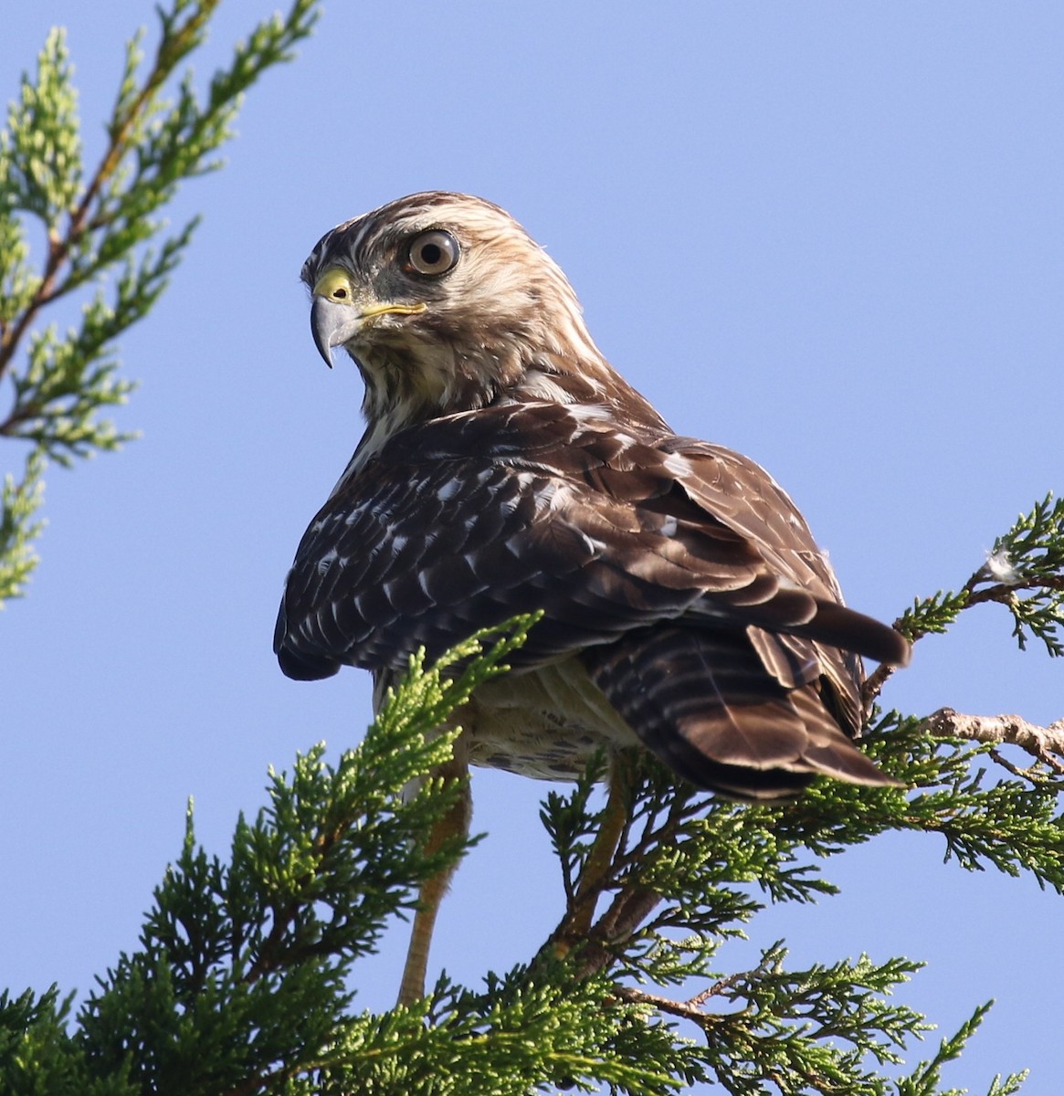 Red-shouldered Hawk - Bruce  Purdy
