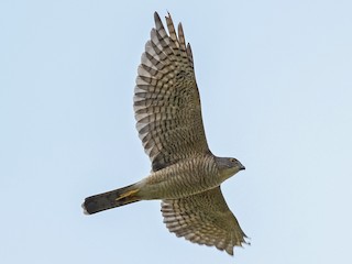 Japanese Sparrowhawk - eBird