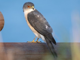 Japanese Sparrowhawk - eBird
