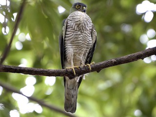 Japanese Sparrowhawk - eBird
