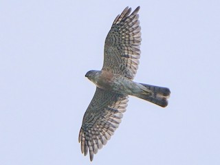 Japanese Sparrowhawk - eBird