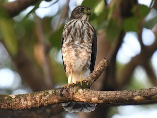 Japanese Sparrowhawk - eBird