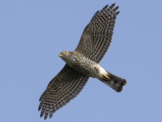 Japanese Sparrowhawk - eBird