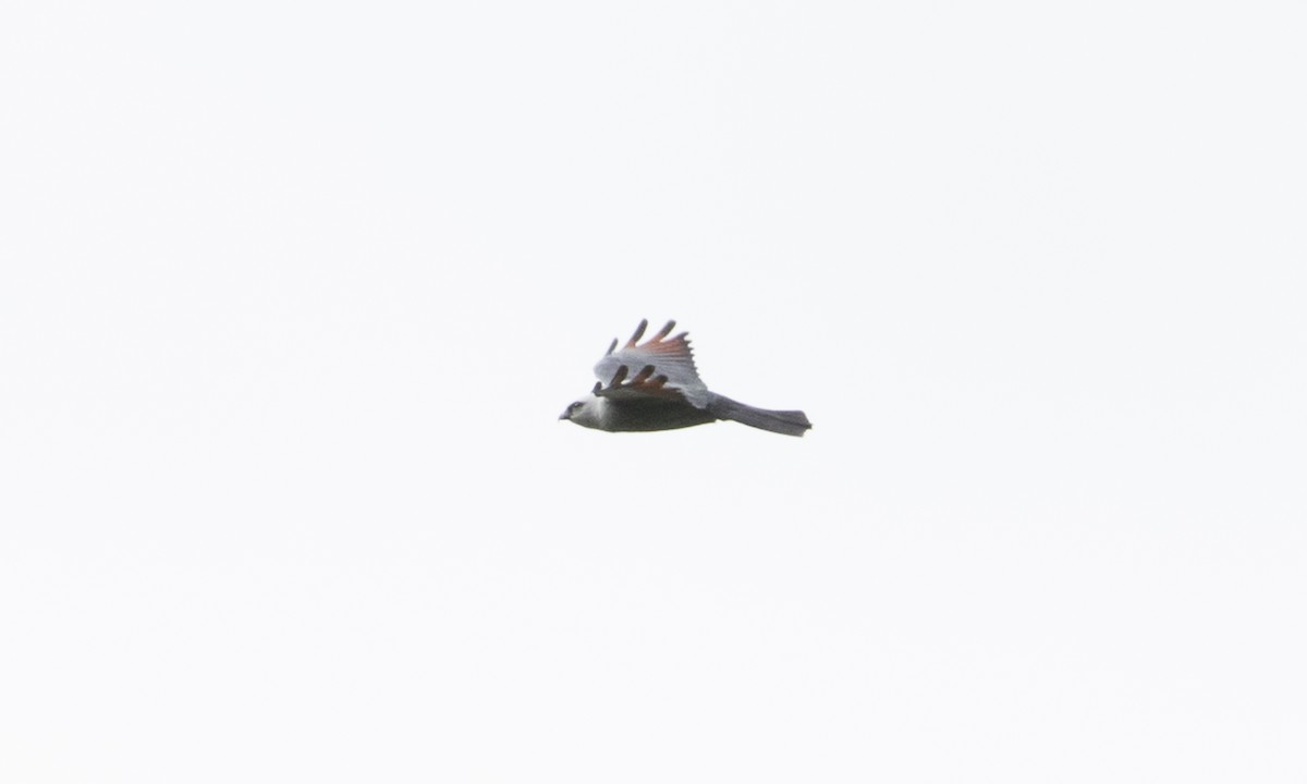 Plumbeous Kite - Brian Sullivan
