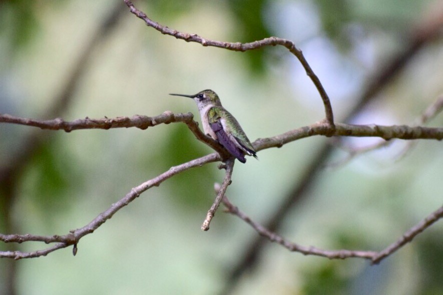 Ruby-throated Hummingbird - ML66465051