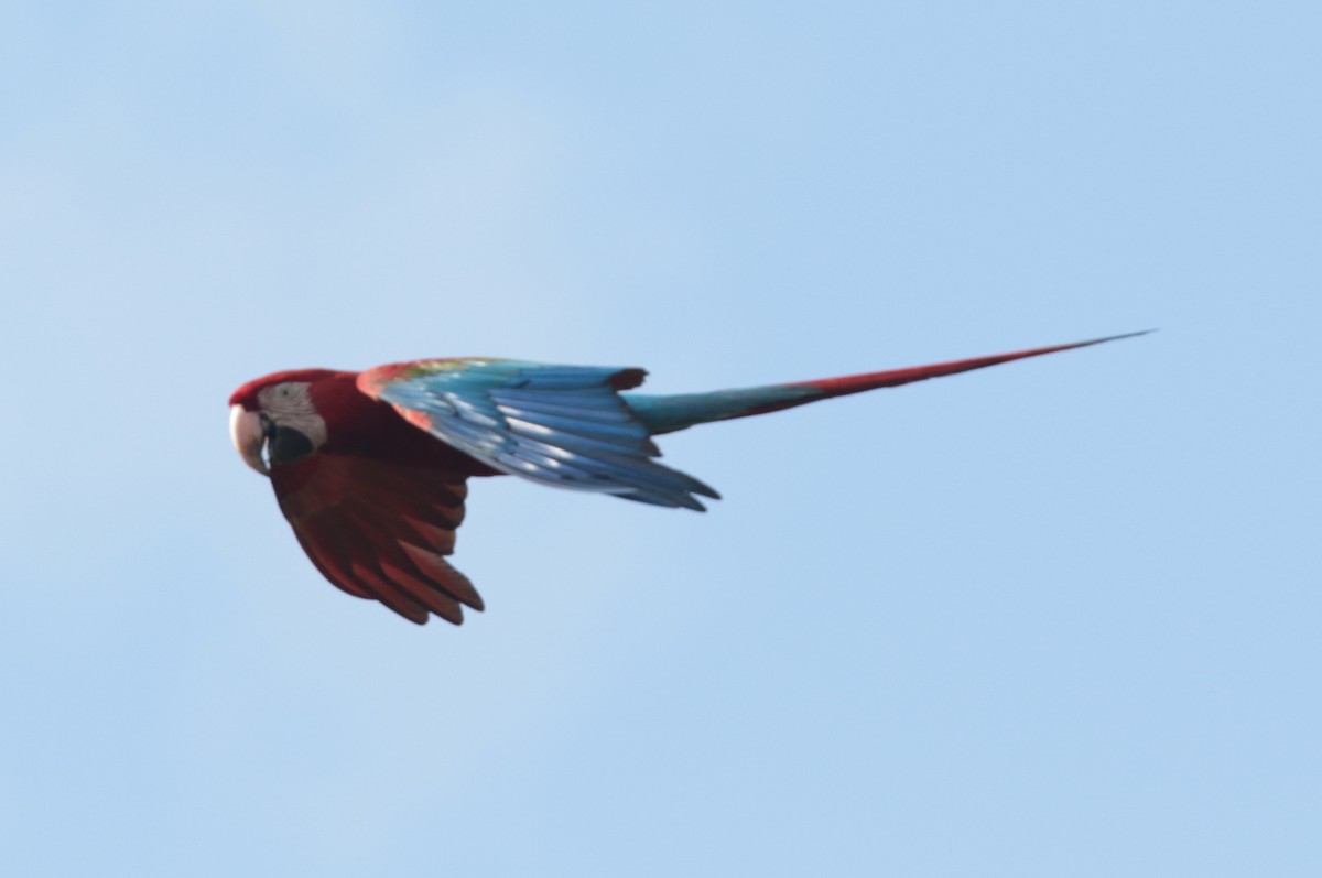 Red-and-green Macaw - ML66466611