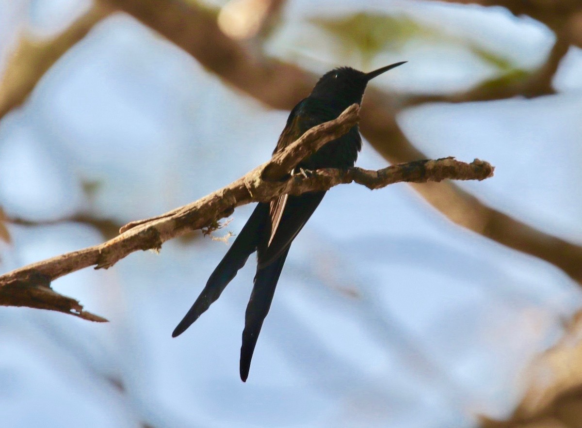 Swallow-tailed Hummingbird - Anonymous
