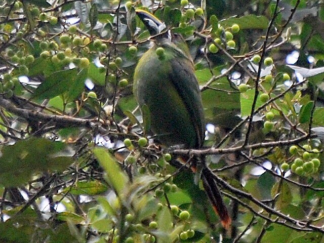 Southern Emerald-Toucanet (Gray-throated) - Jan Cubilla