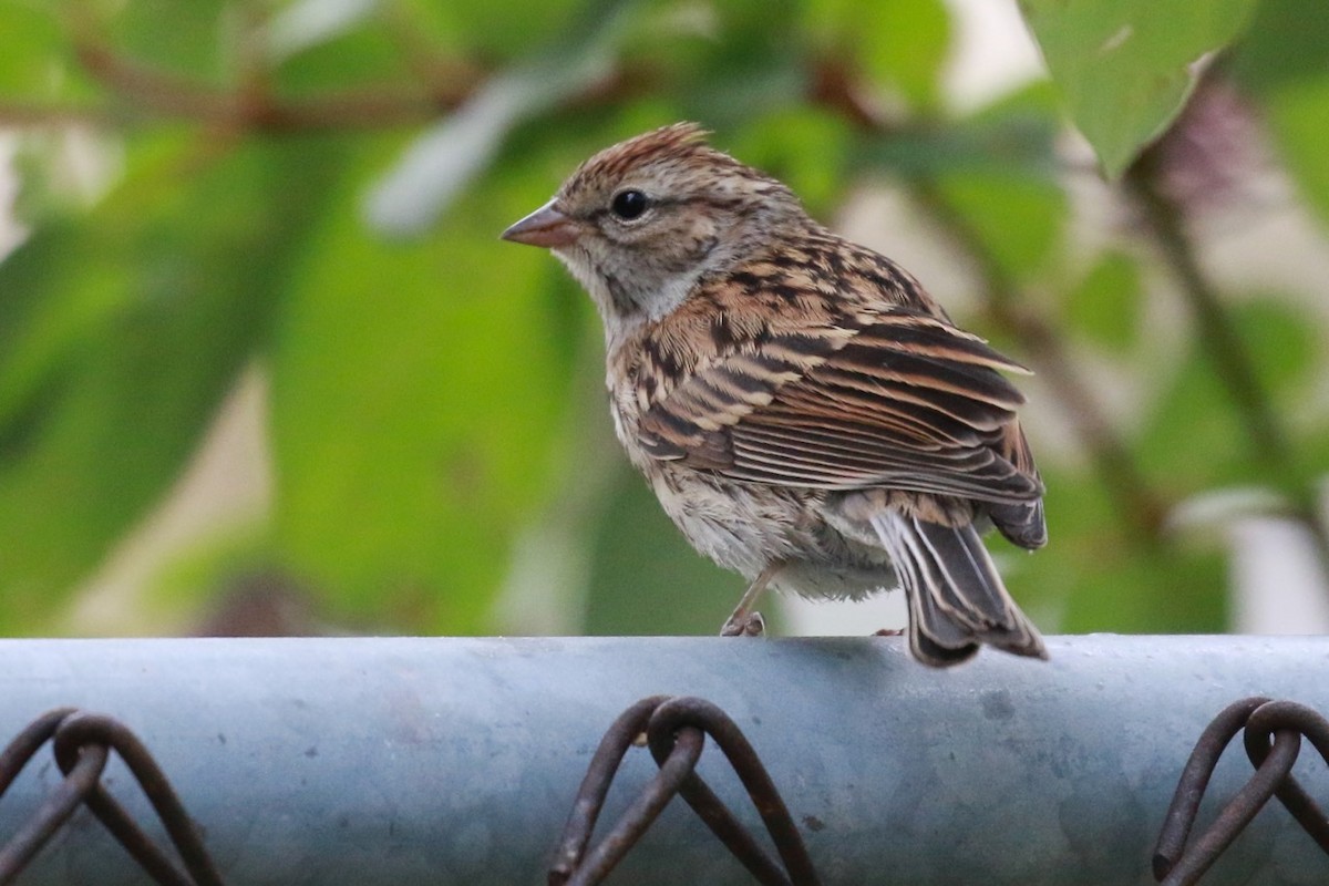 Chipping Sparrow - Douglas Faulder