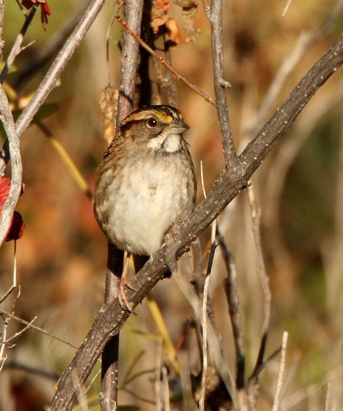 White-throated Sparrow - Robb Hinds