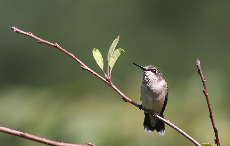 Ruby-throated Hummingbird - Debbie Parker