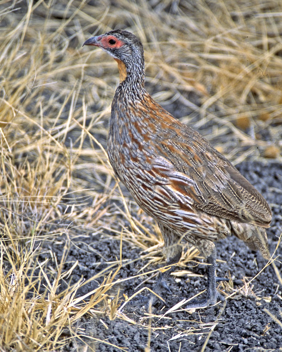 Gray-breasted Spurfowl - ML66472031