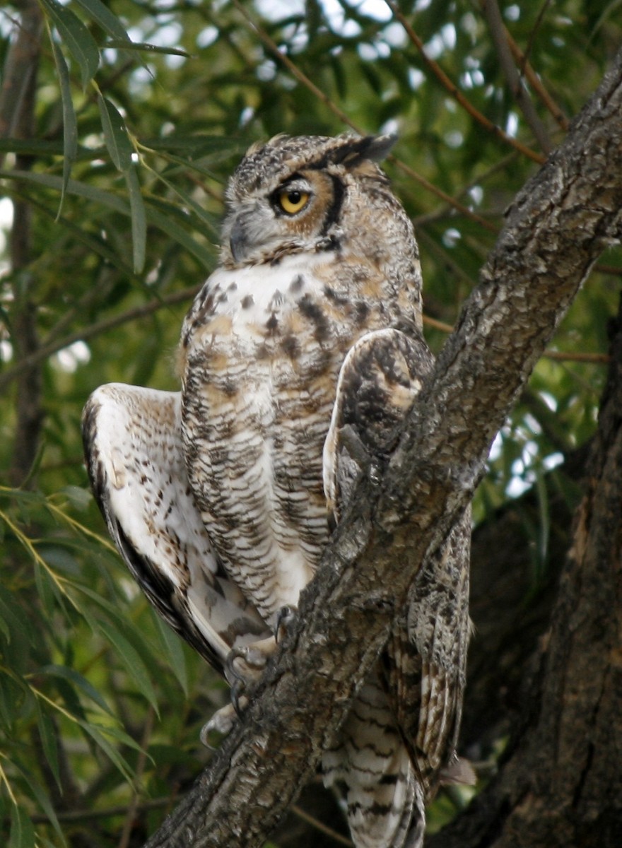 Great Horned Owl - Erik Funk