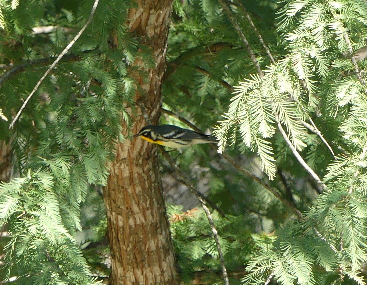 Yellow-throated Warbler - Shelia Hargis