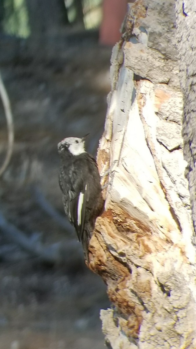White-headed Woodpecker - ML66477911