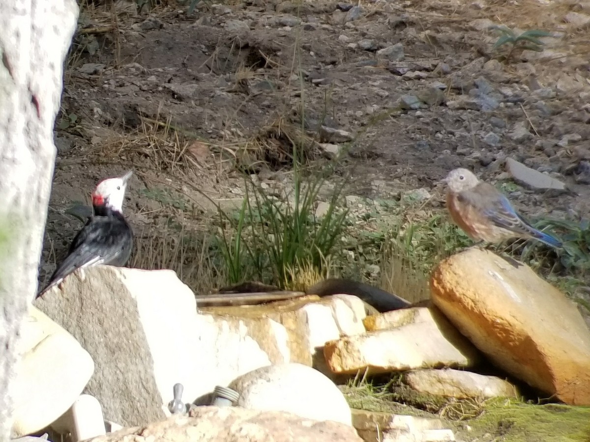 White-headed Woodpecker - ML66477921