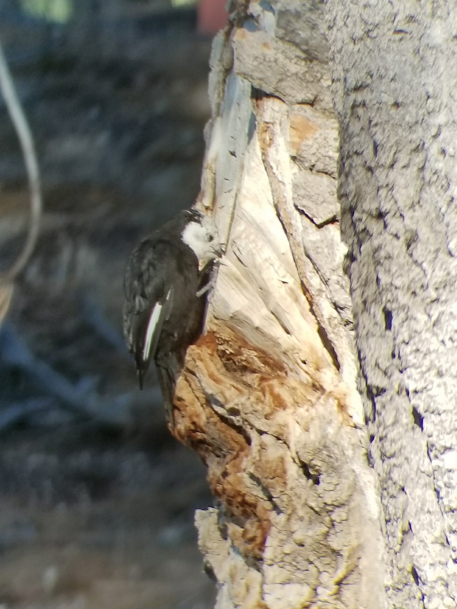 White-headed Woodpecker - ML66477931