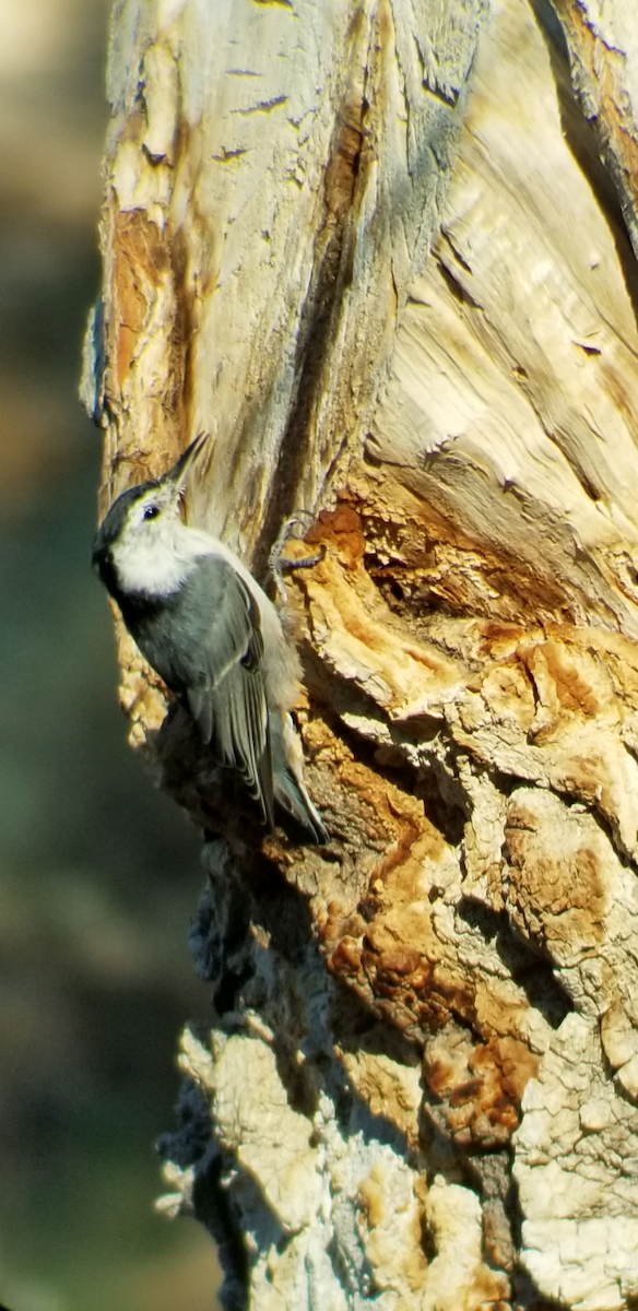White-breasted Nuthatch - ML66478251