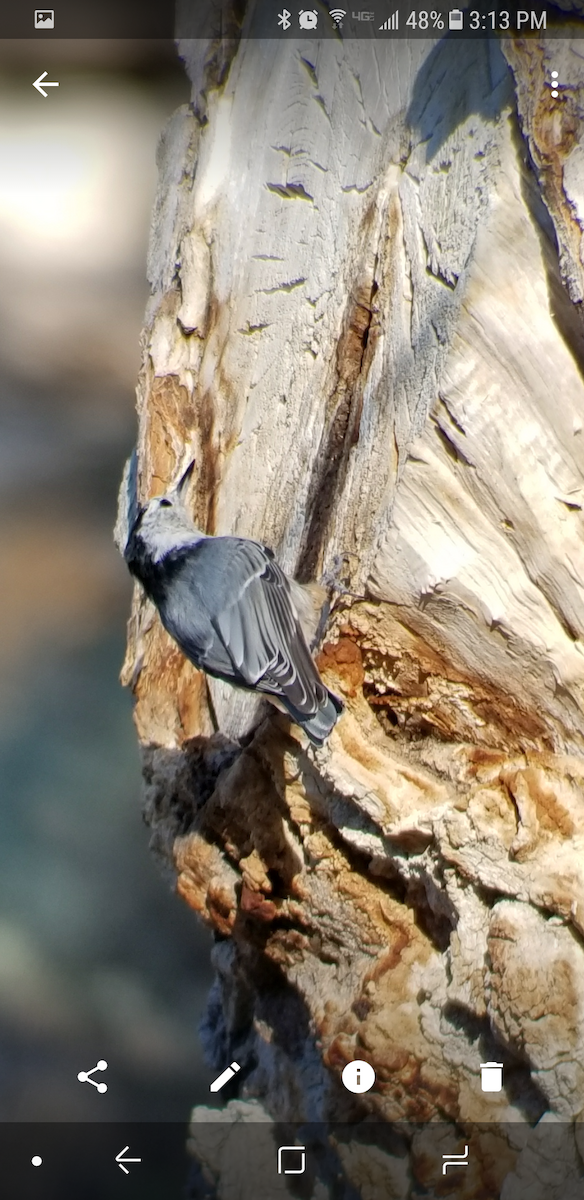 White-breasted Nuthatch - ML66478261