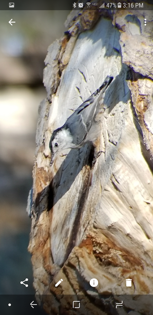 White-breasted Nuthatch - ML66478271