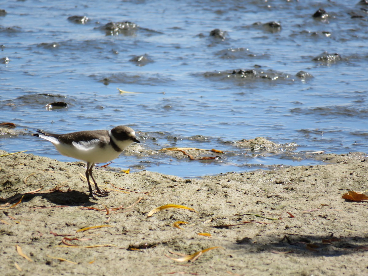 Semipalmated Plover - Alec Humann
