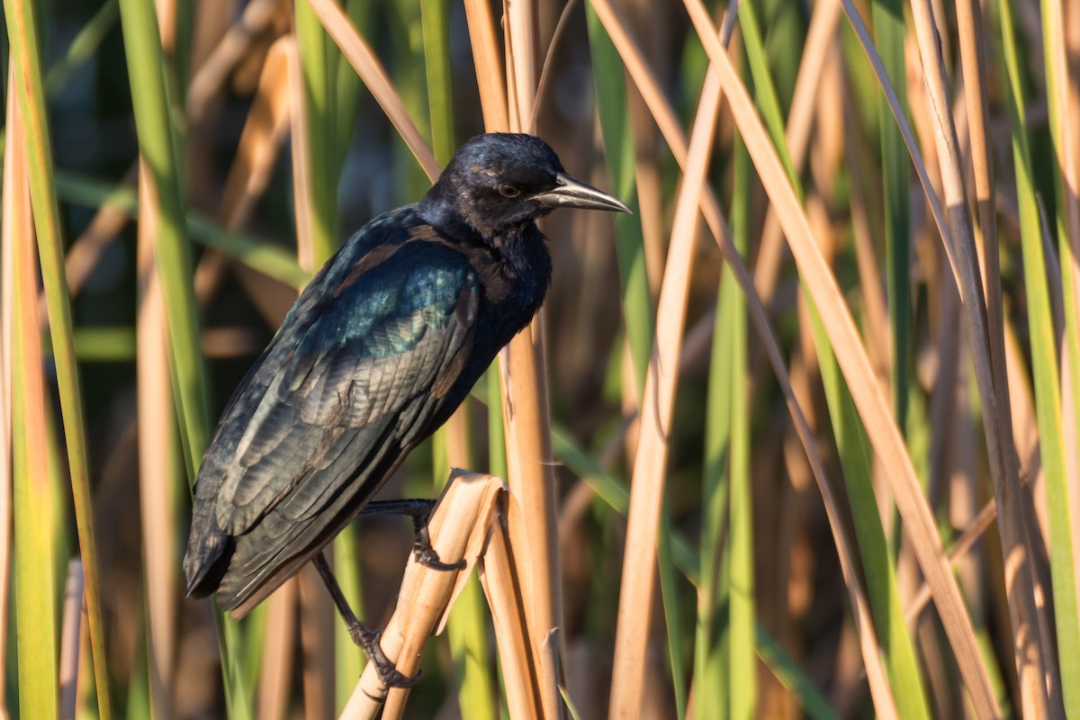 Boat-tailed Grackle - ML66483291
