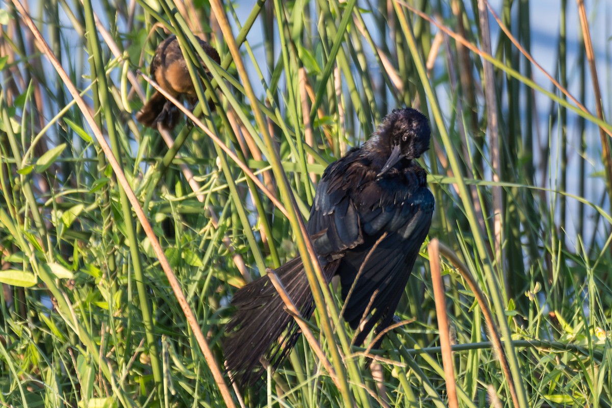 Boat-tailed Grackle - ML66483321