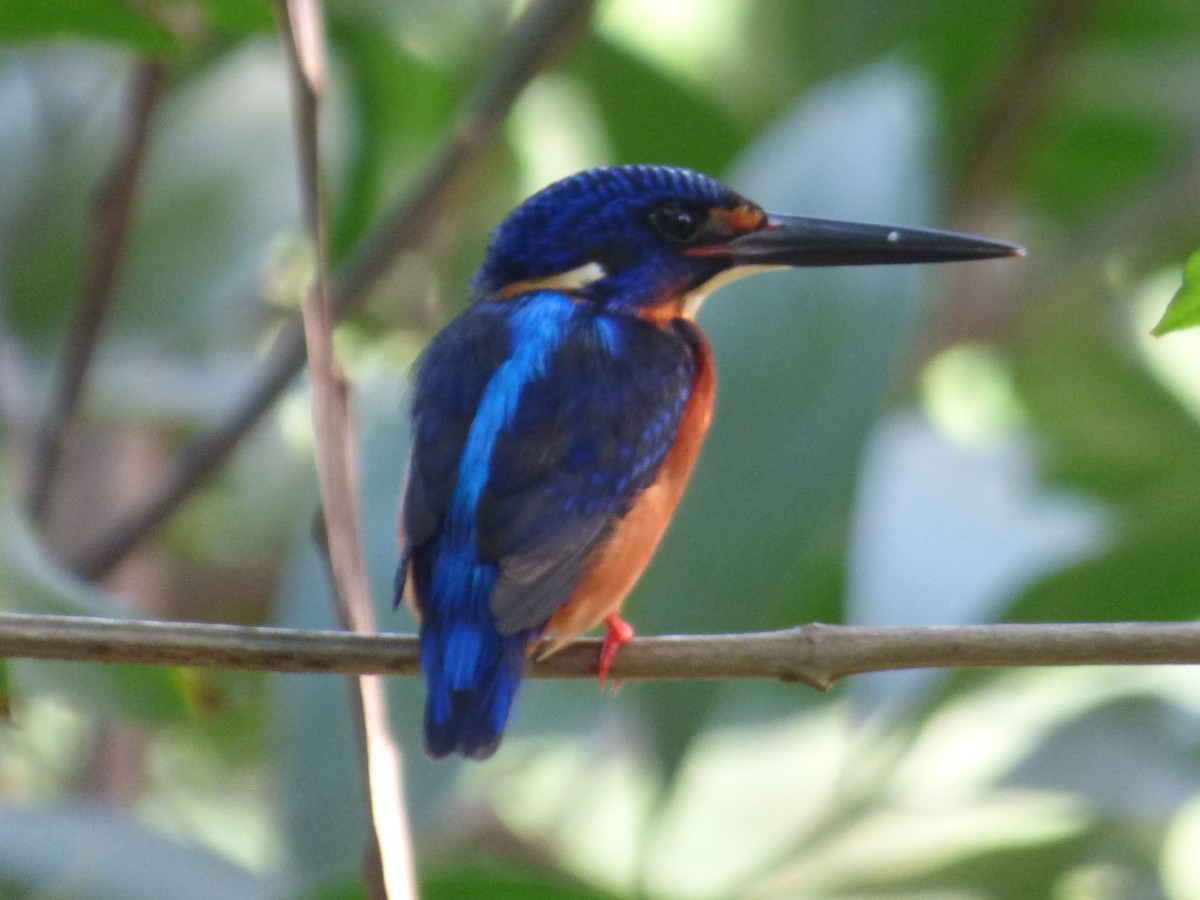 Blue-eared Kingfisher - Eugene Prewitt