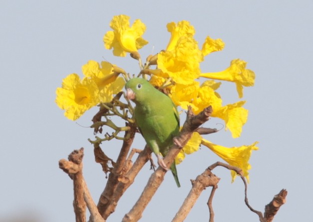 Yellow-chevroned Parakeet - ML66491391