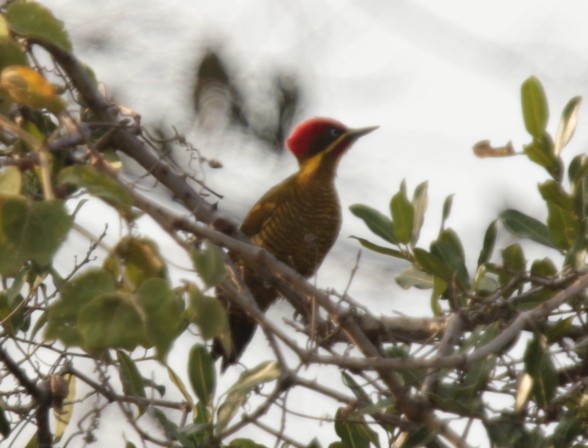 Golden-green Woodpecker - Anonymous