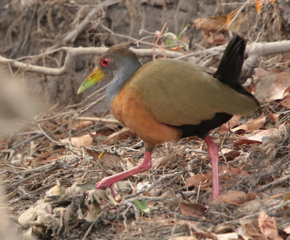 Gray-cowled Wood-Rail - Anonymous