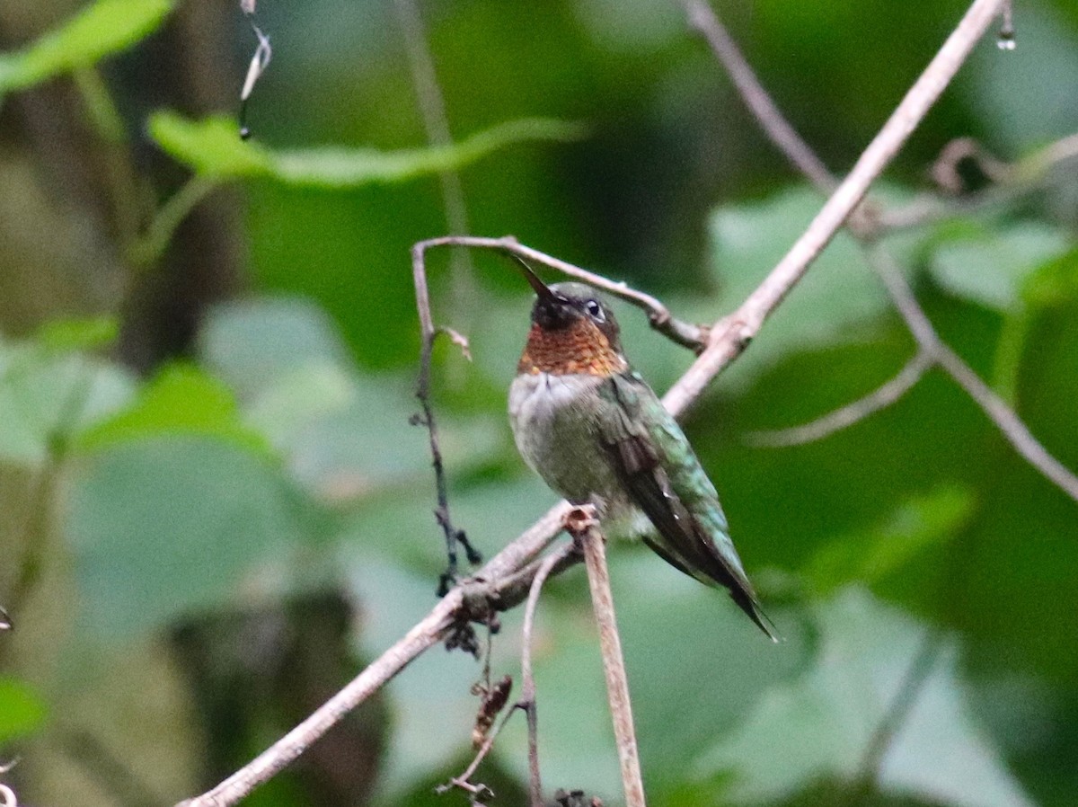 Ruby-throated Hummingbird - Charlie   Nims