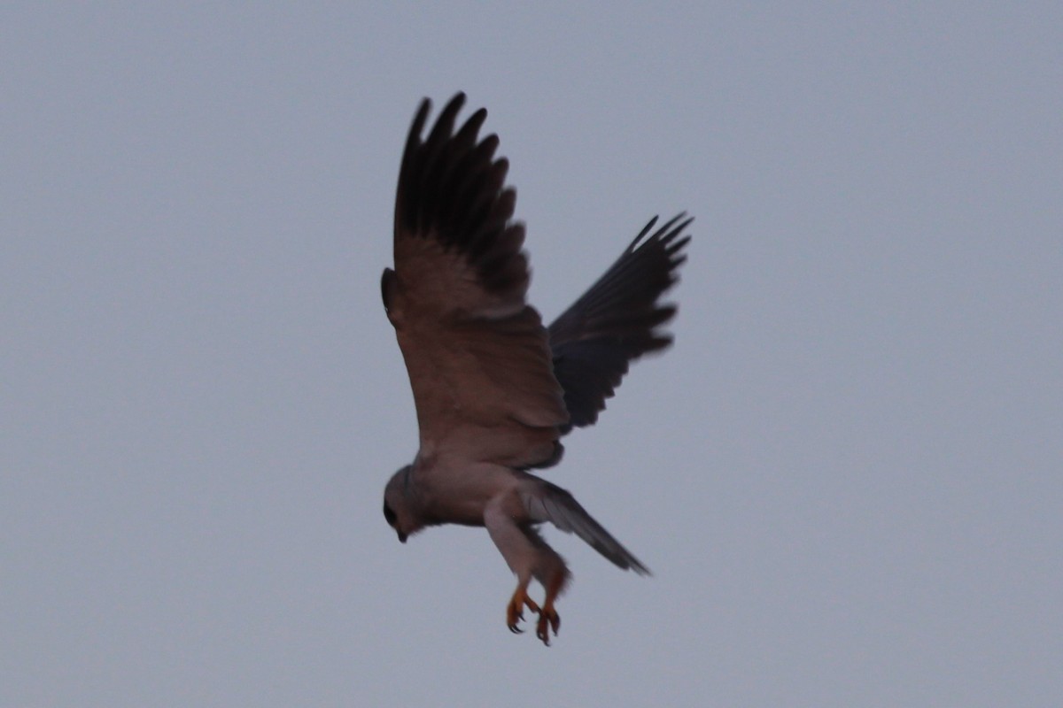 Black-winged Kite - ML66495051